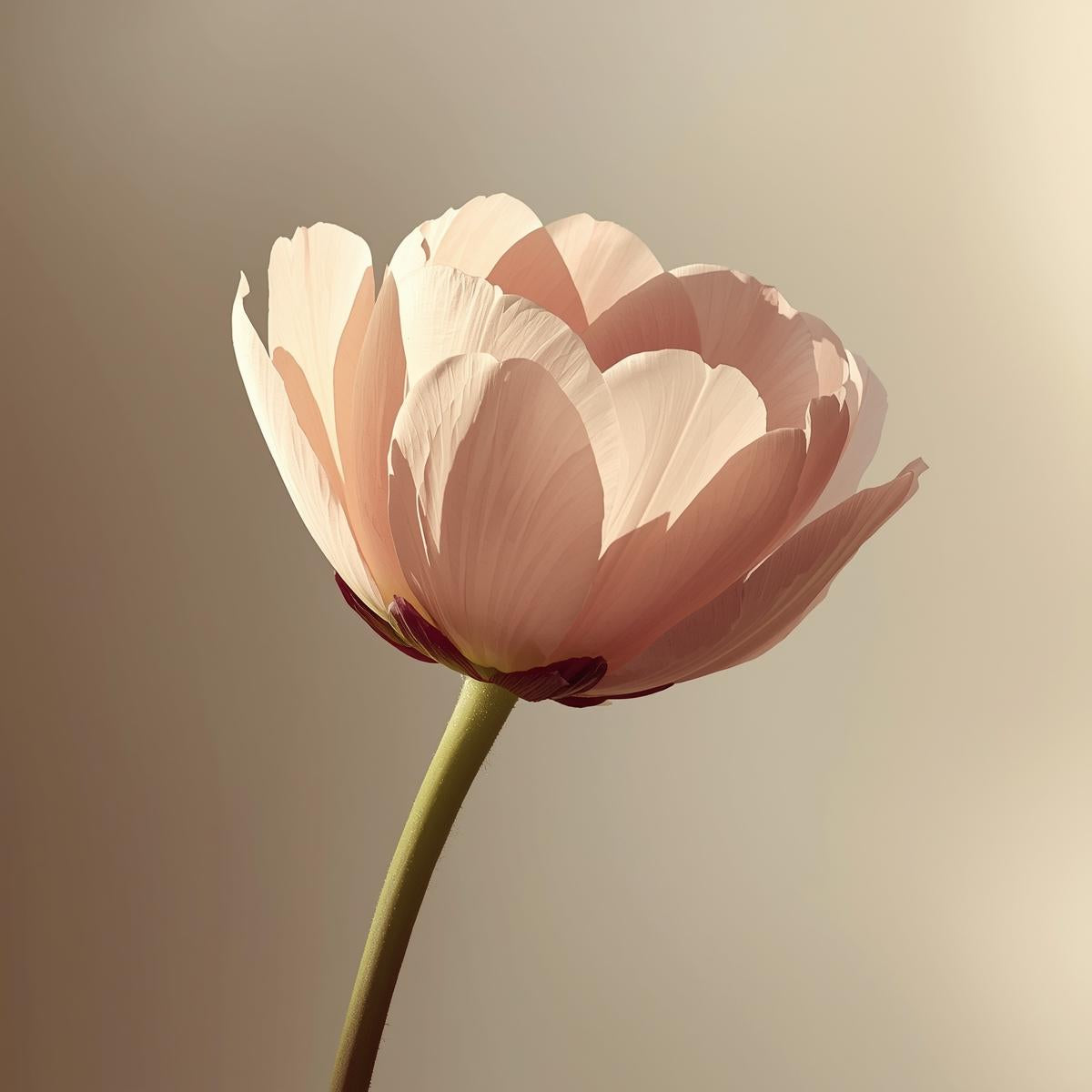 Single pink flower with a soft focus background
